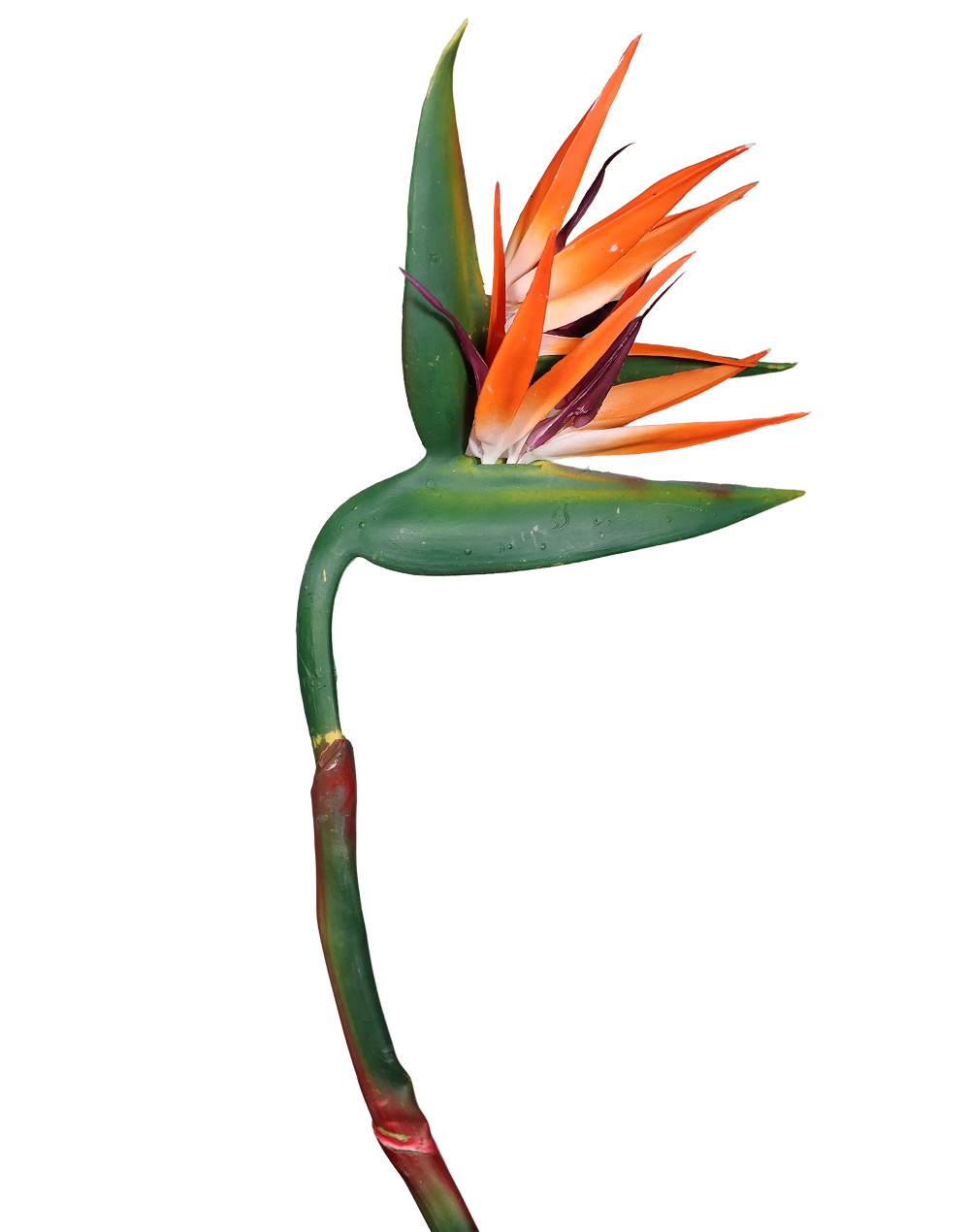 Bird of Paradise (Orange) Stielitzia 48"