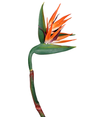 Bird of Paradise (Orange) Stielitzia 48"