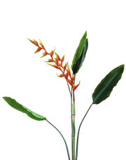 Heliconia Bunch | Available in 3 Colors