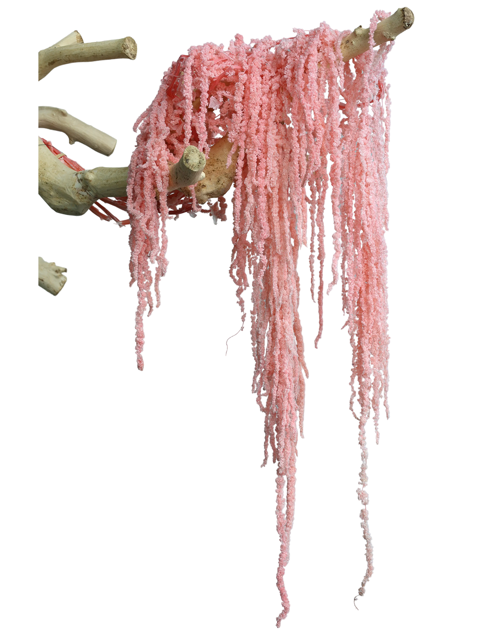 Amaranthus Dried | Available in 3 Colors