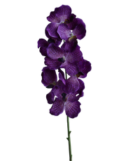 Purple Vanda-30"