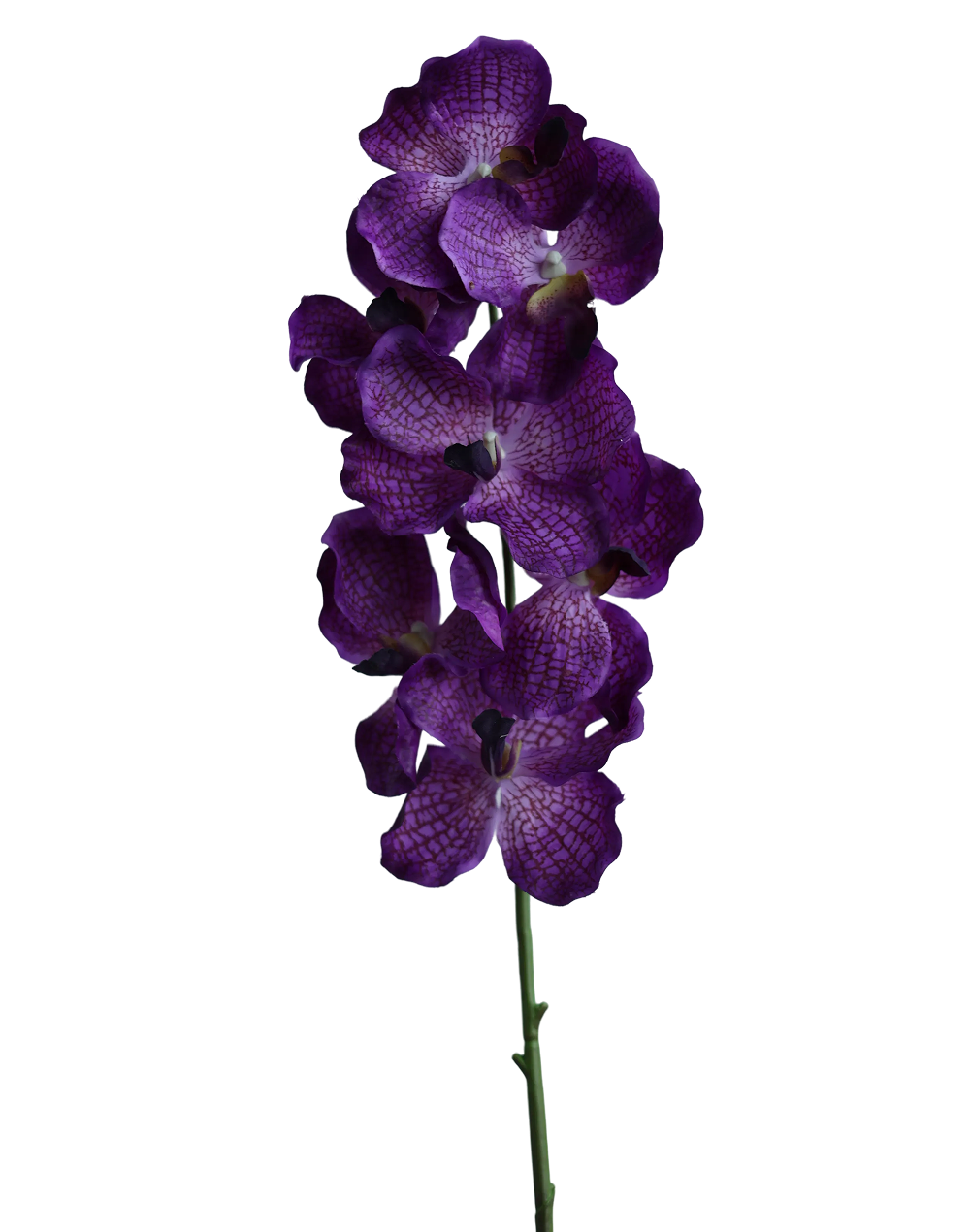 Purple Vanda-30"