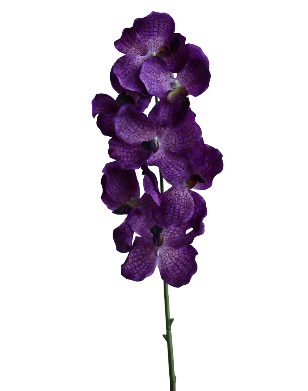 Purple Vanda-30"