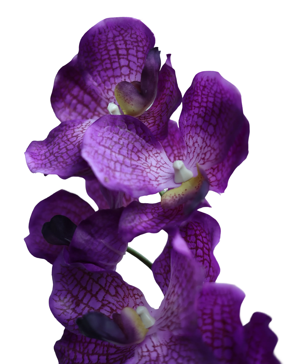Purple Vanda-30"