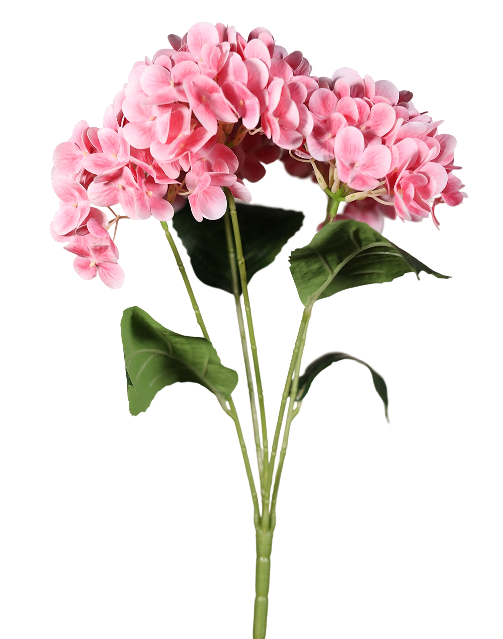 Pink Hydrengea Peach