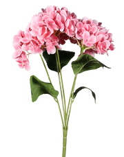 Pink Hydrengea Peach
