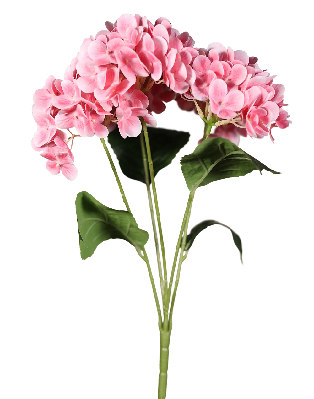 Pink Hydrengea Peach