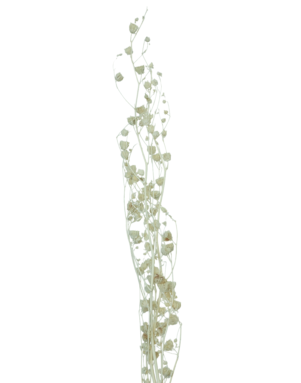 Velvet Leaf | Available in 2 Colors