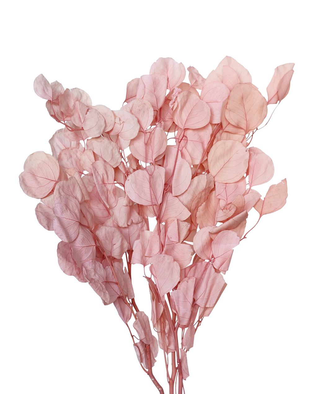 Dried Eucalyptus | Available in 3 Colors