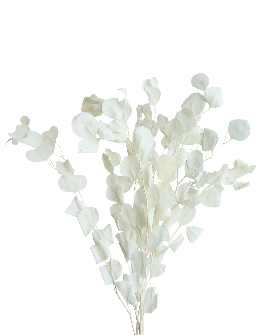 Dried Eucalyptus | Available in 3 Colors