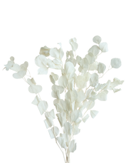 Dried Eucalyptus | Available in 3 Colors