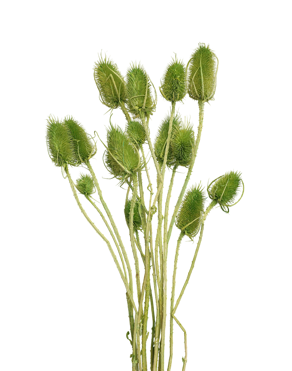Dried Thistle | Available in 6 Colors