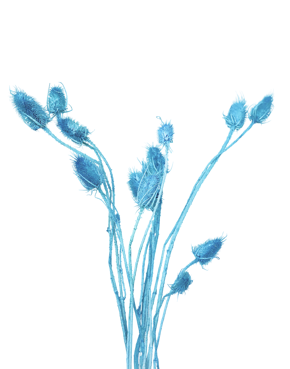 Dried Thistle | Available in 6 Colors