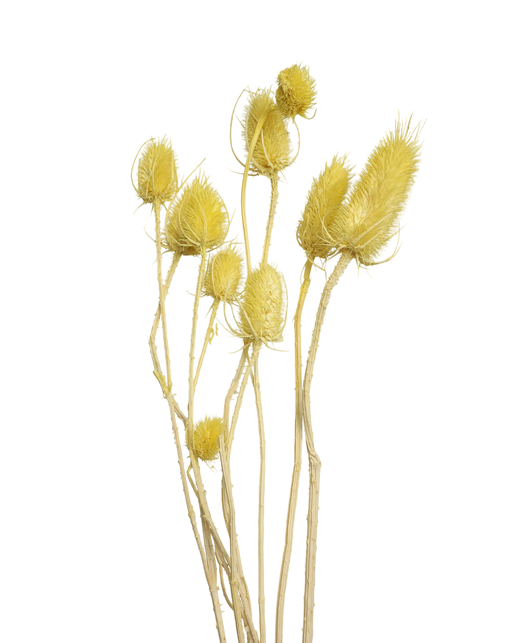 Dried Thistle | Available in 6 Colors