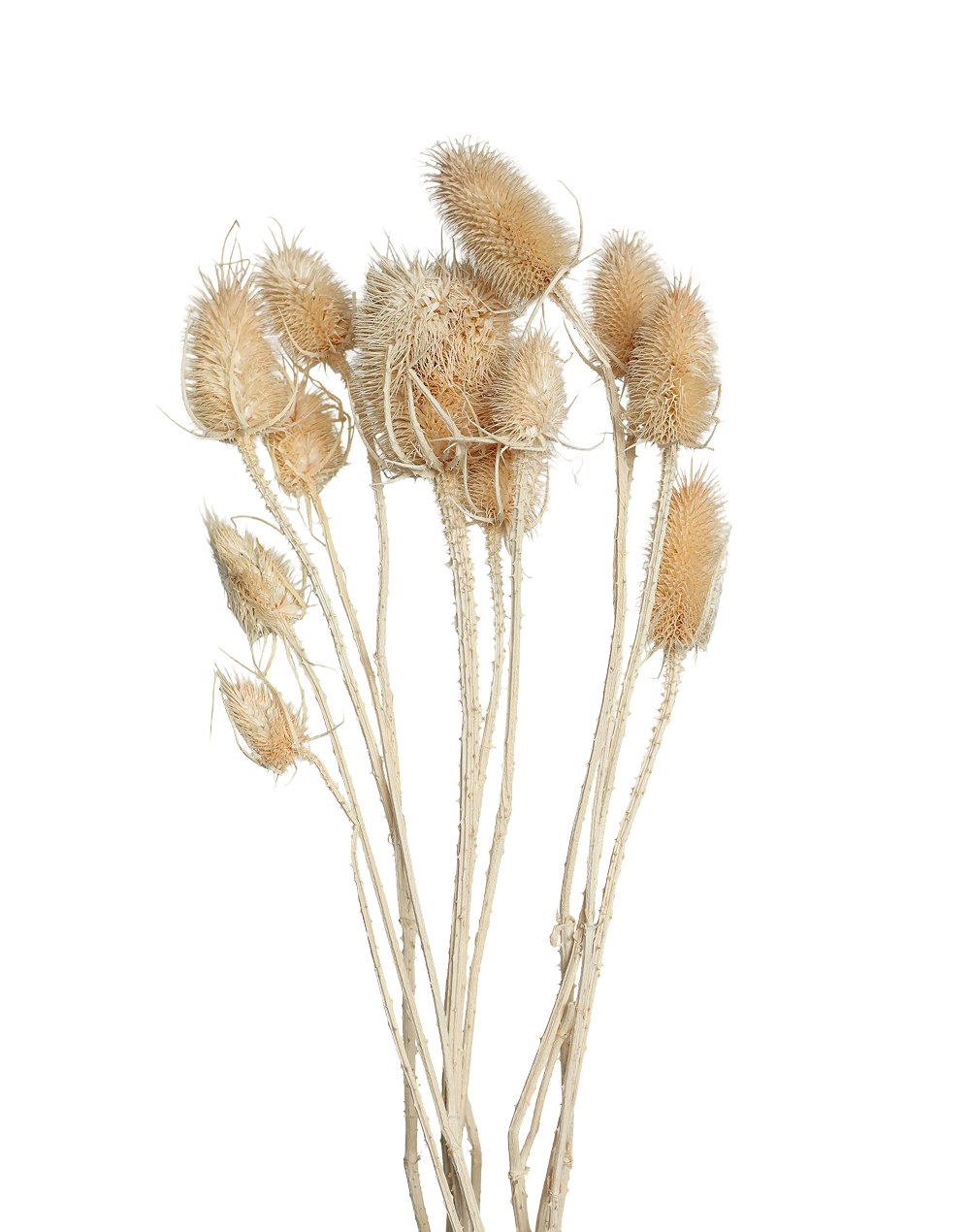 Dried Thistle | Available in 6 Colors