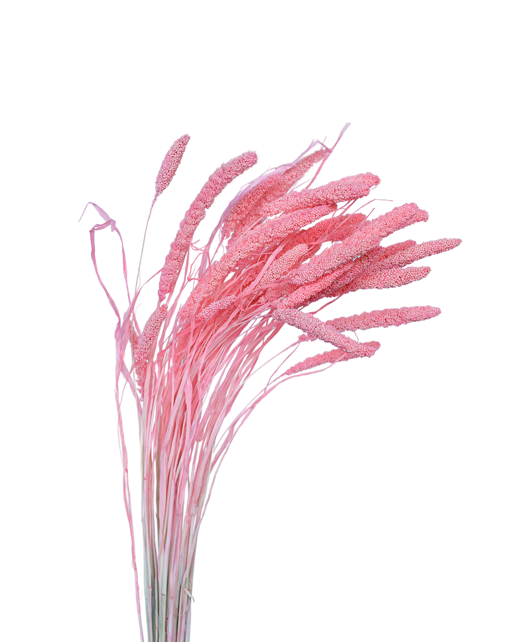 Dried Candy Pink Setaria Pink
