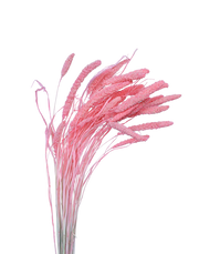 Dried Candy Pink Setaria Pink