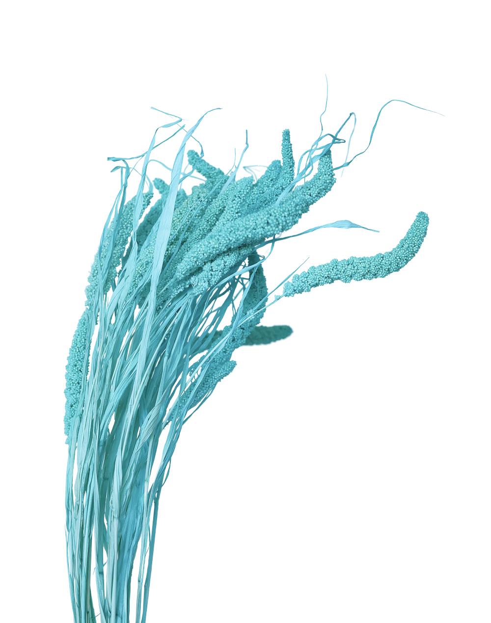 Dried Turquoise Setaria Blue