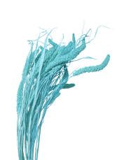 Dried Turquoise Setaria Blue