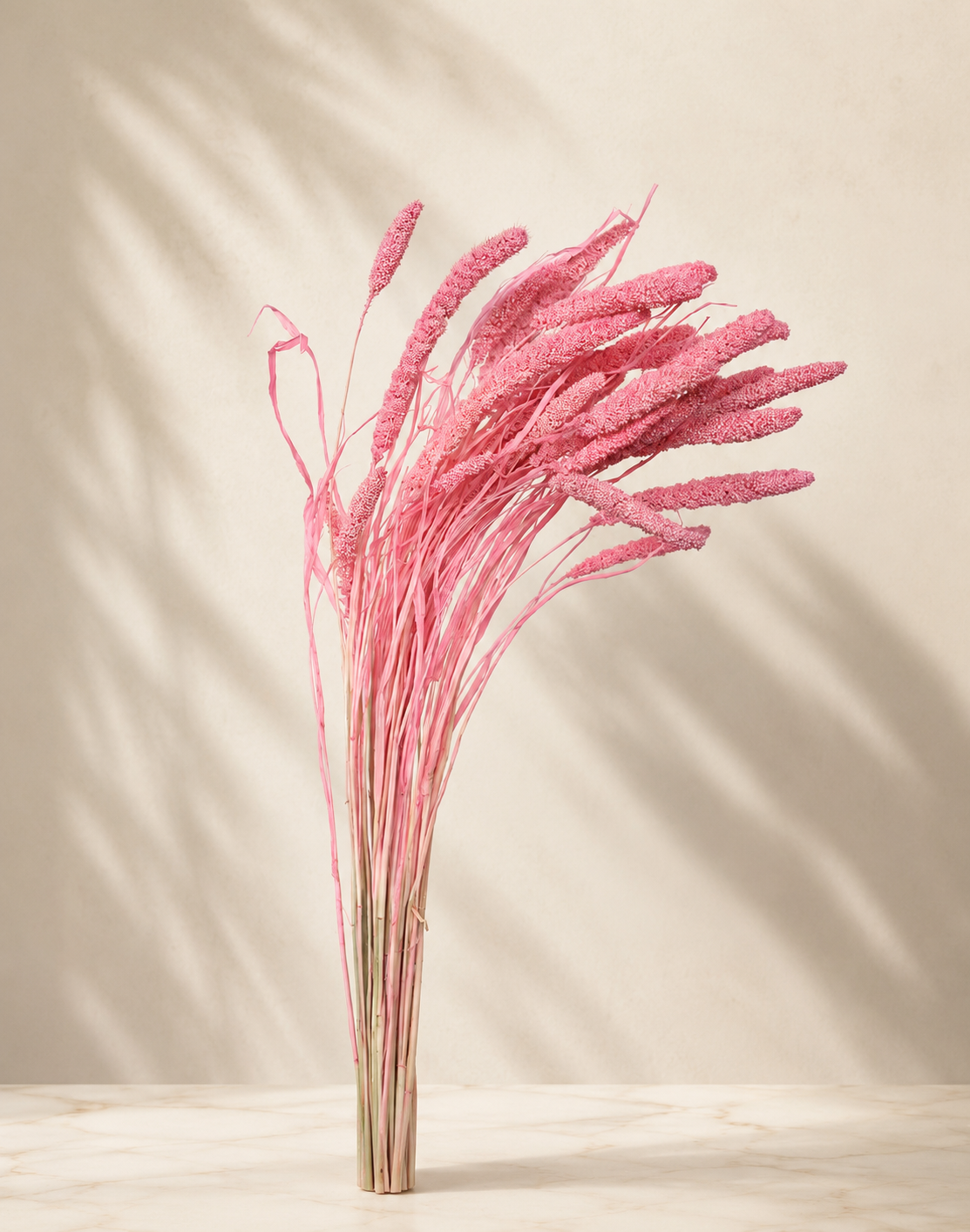 Dried Candy Pink Setaria Pink
