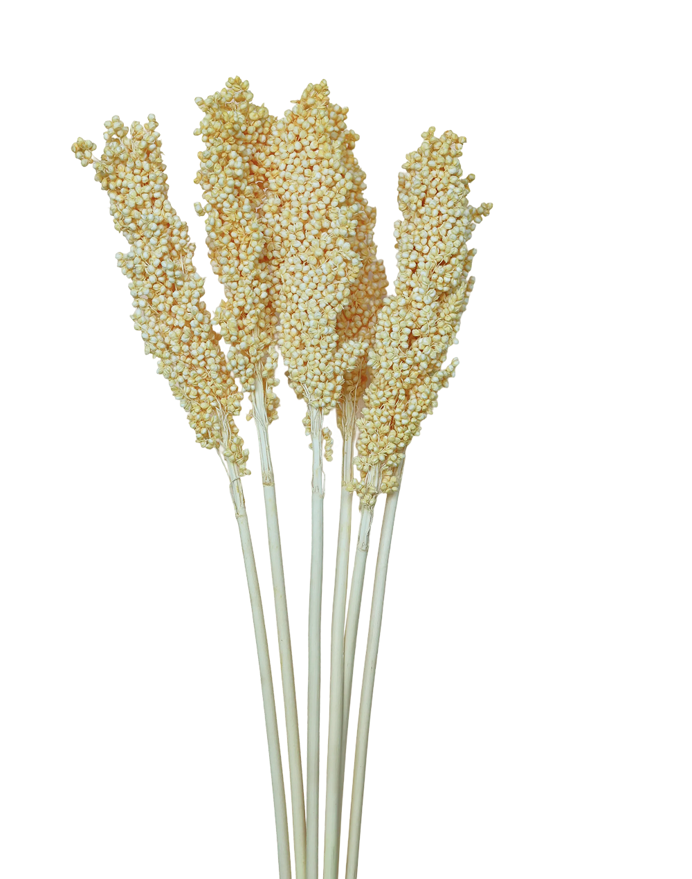 Sorghum | Available in 2 Colors