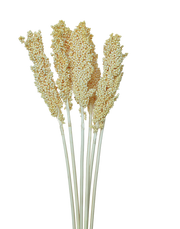 Sorghum | Available in 2 Colors