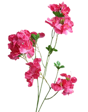 Pink Bouganvillea-33"
