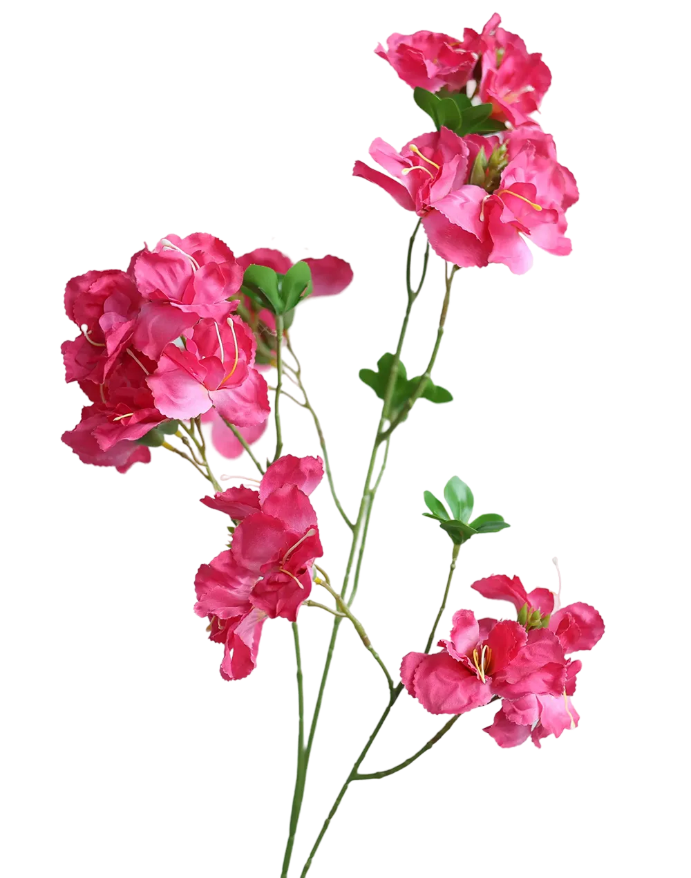 Pink Bouganvillea-33"