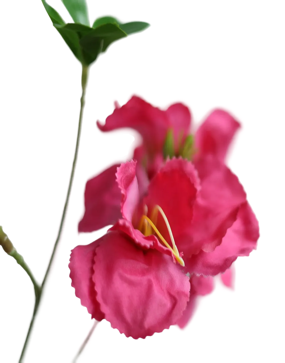 Pink Bouganvillea-33"