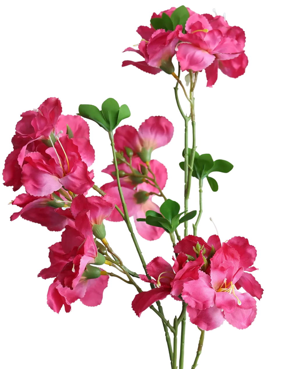 Pink Bouganvillea-33"