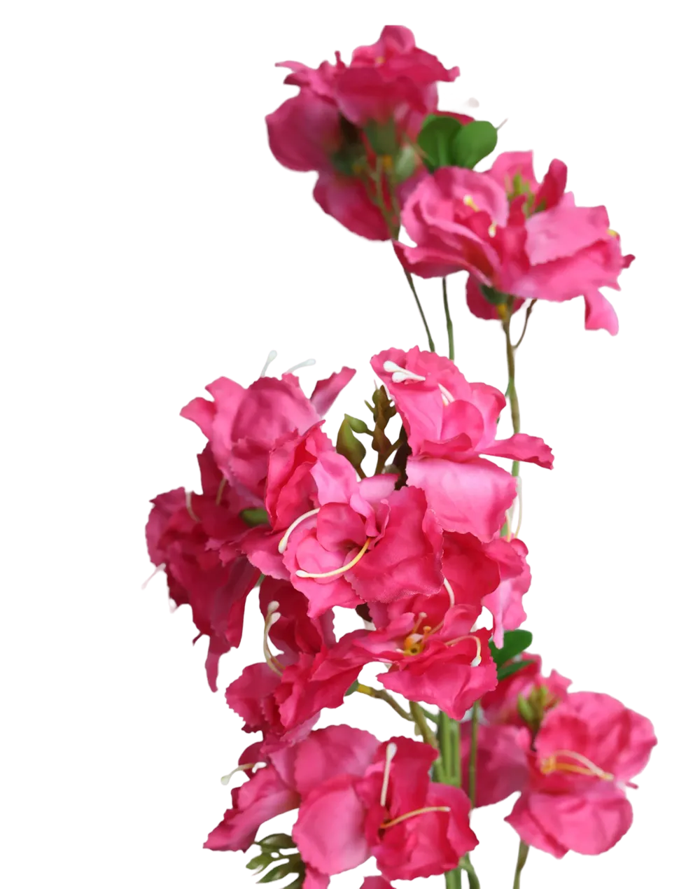 Pink Bouganvillea-33"