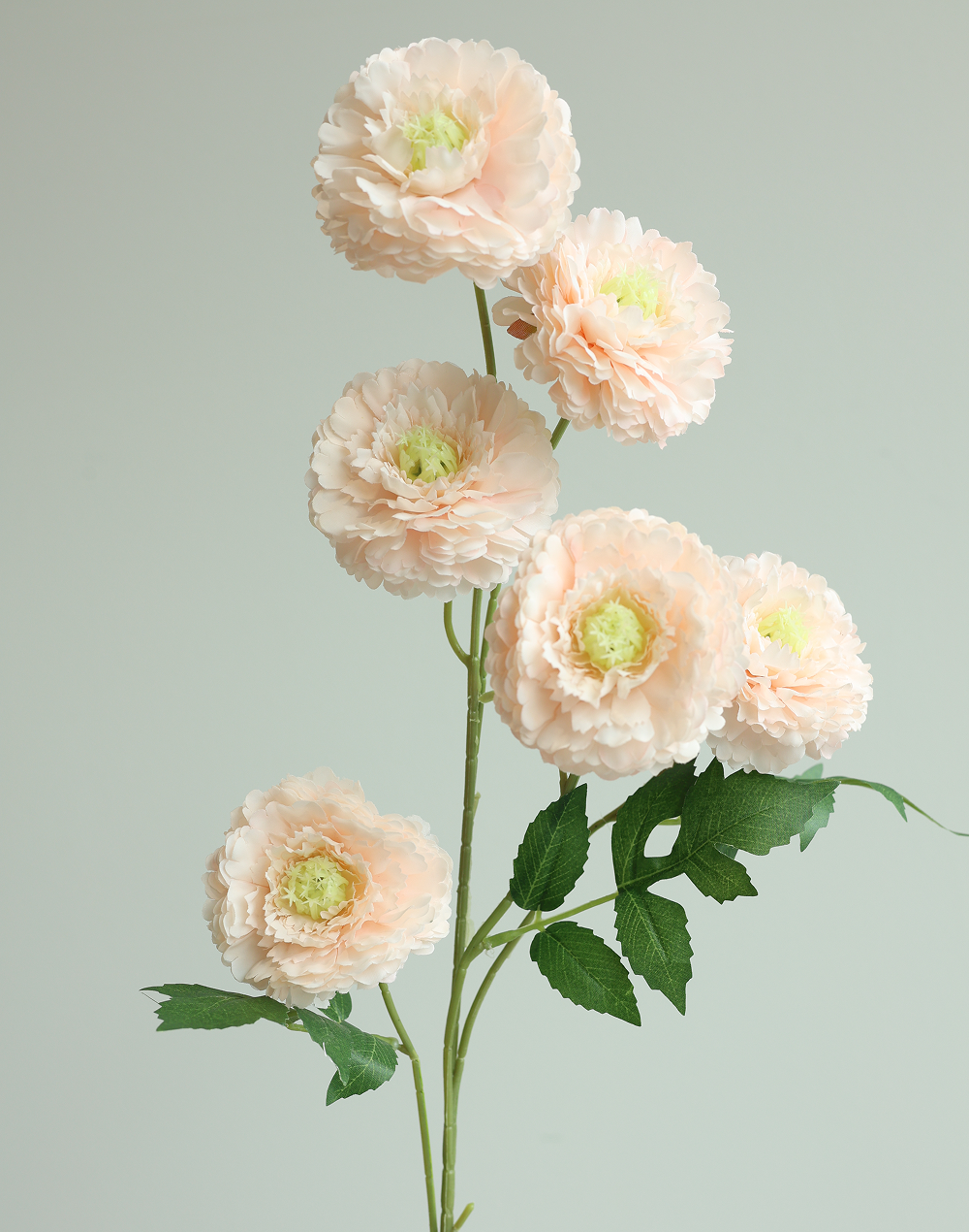 Blush 6-Head Pompom Spray