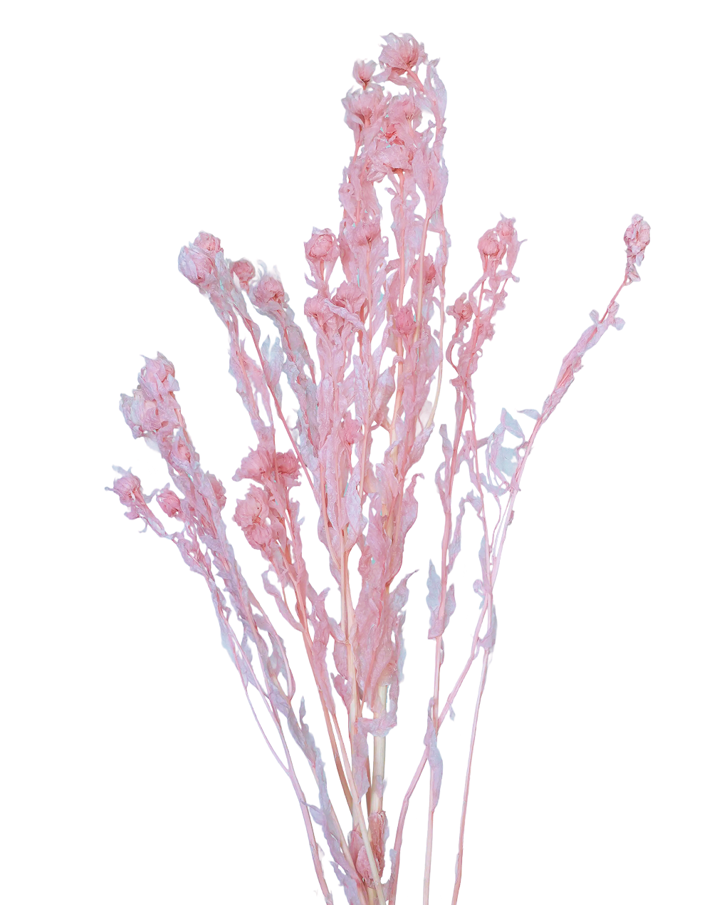 Dried Flower | Available in 2 Colors