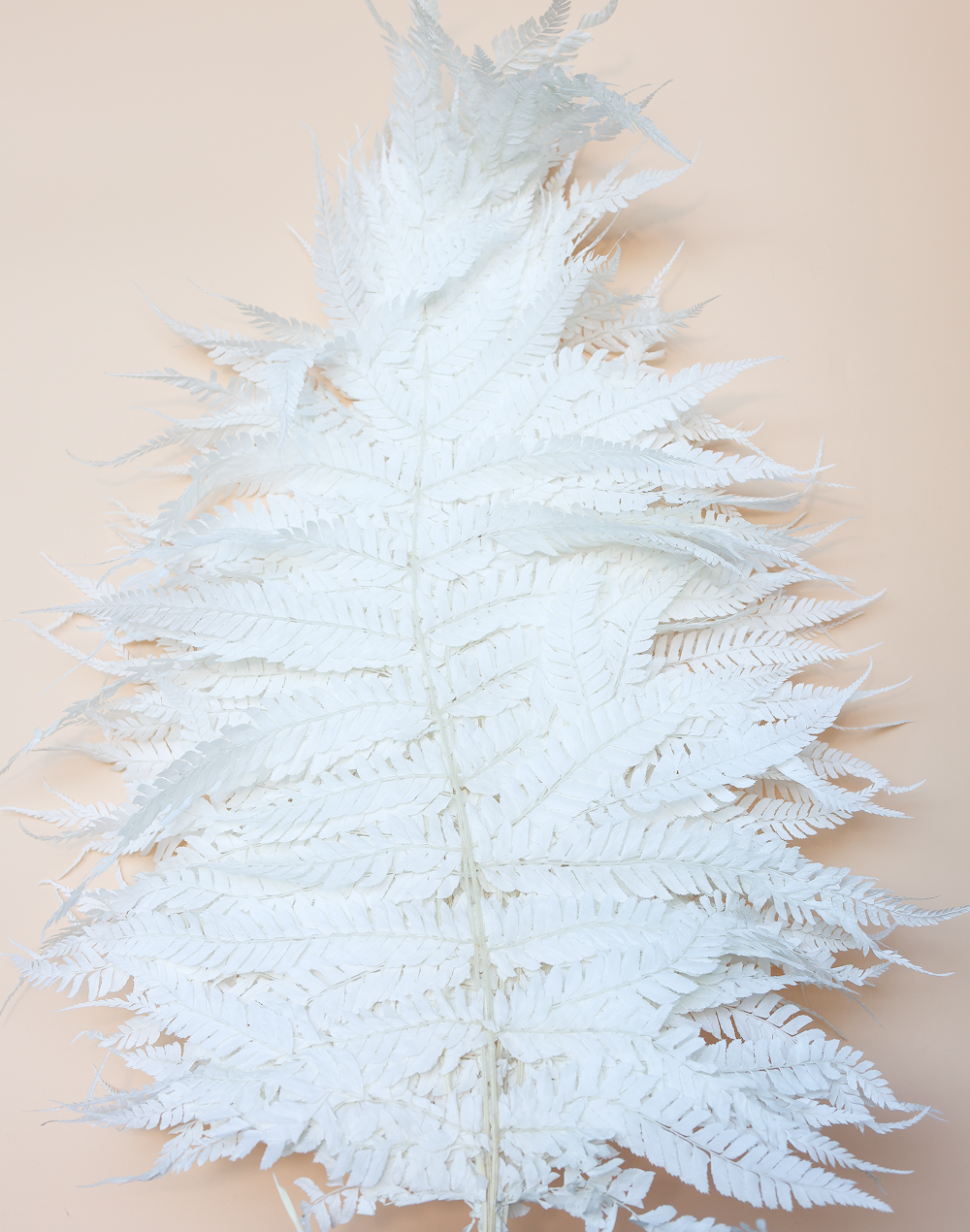 Large  Preserved Leather Fern