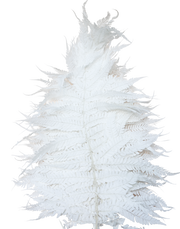 Large  Preserved Leather Fern