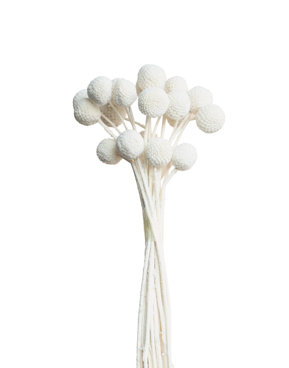 Dried Billy's Balls | Available in 5 Colors