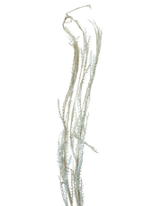Preserved Mutton Tooth White