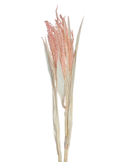 Dried Avena Oat