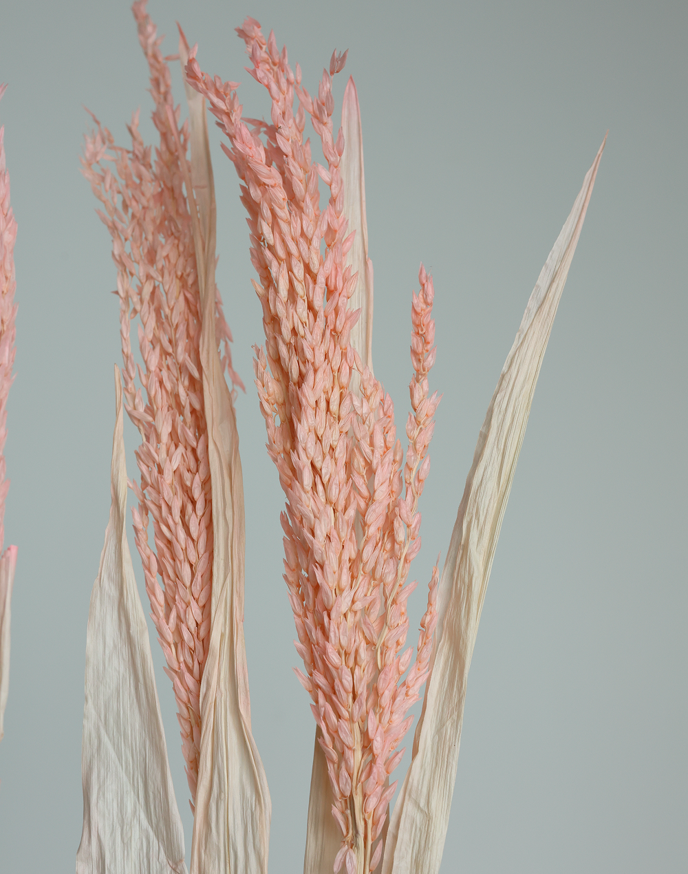 Dried Avena Oat