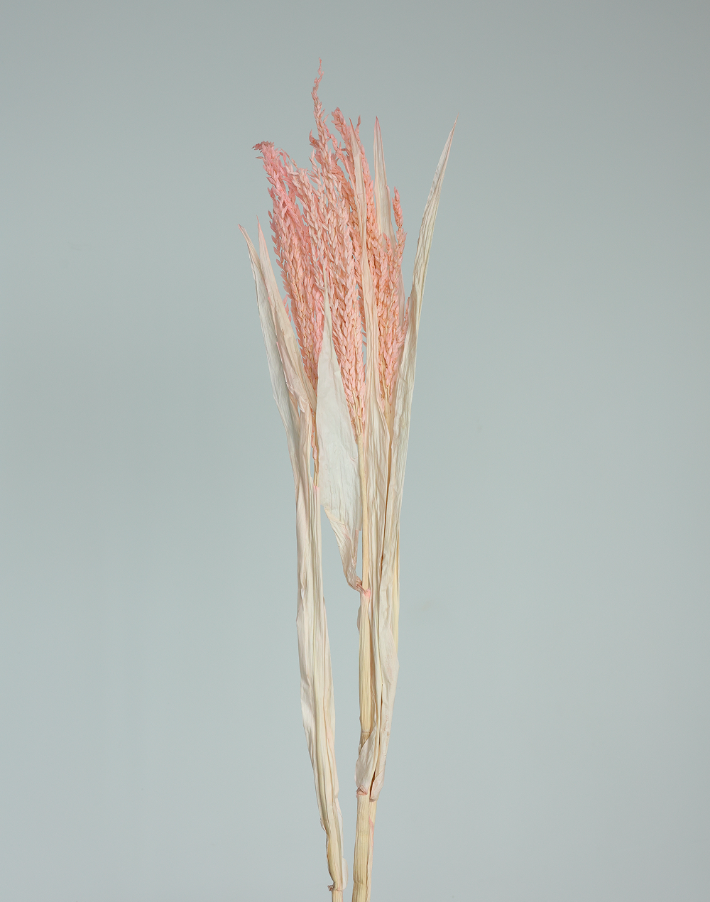 Dried Avena Oat
