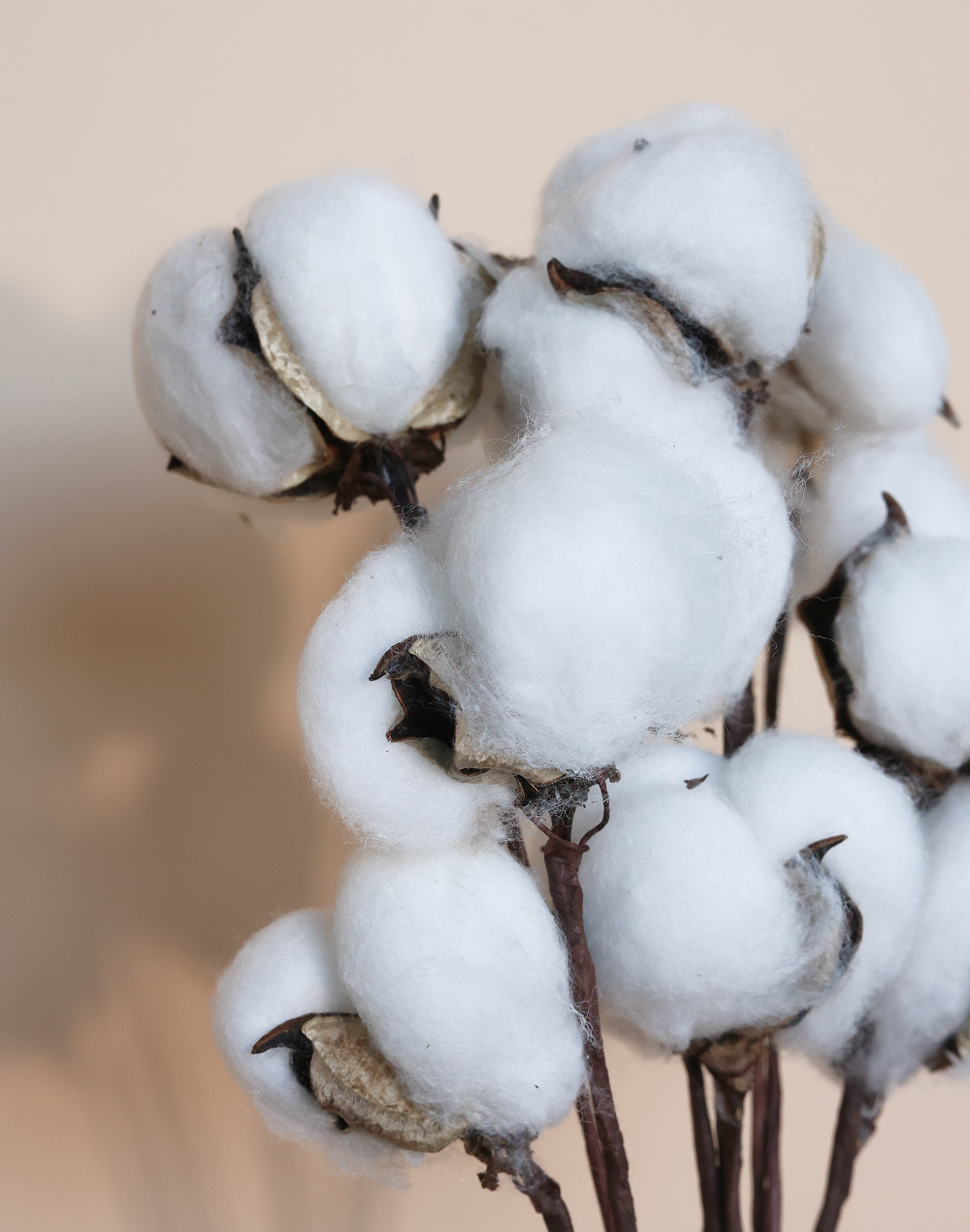Cotton Branch