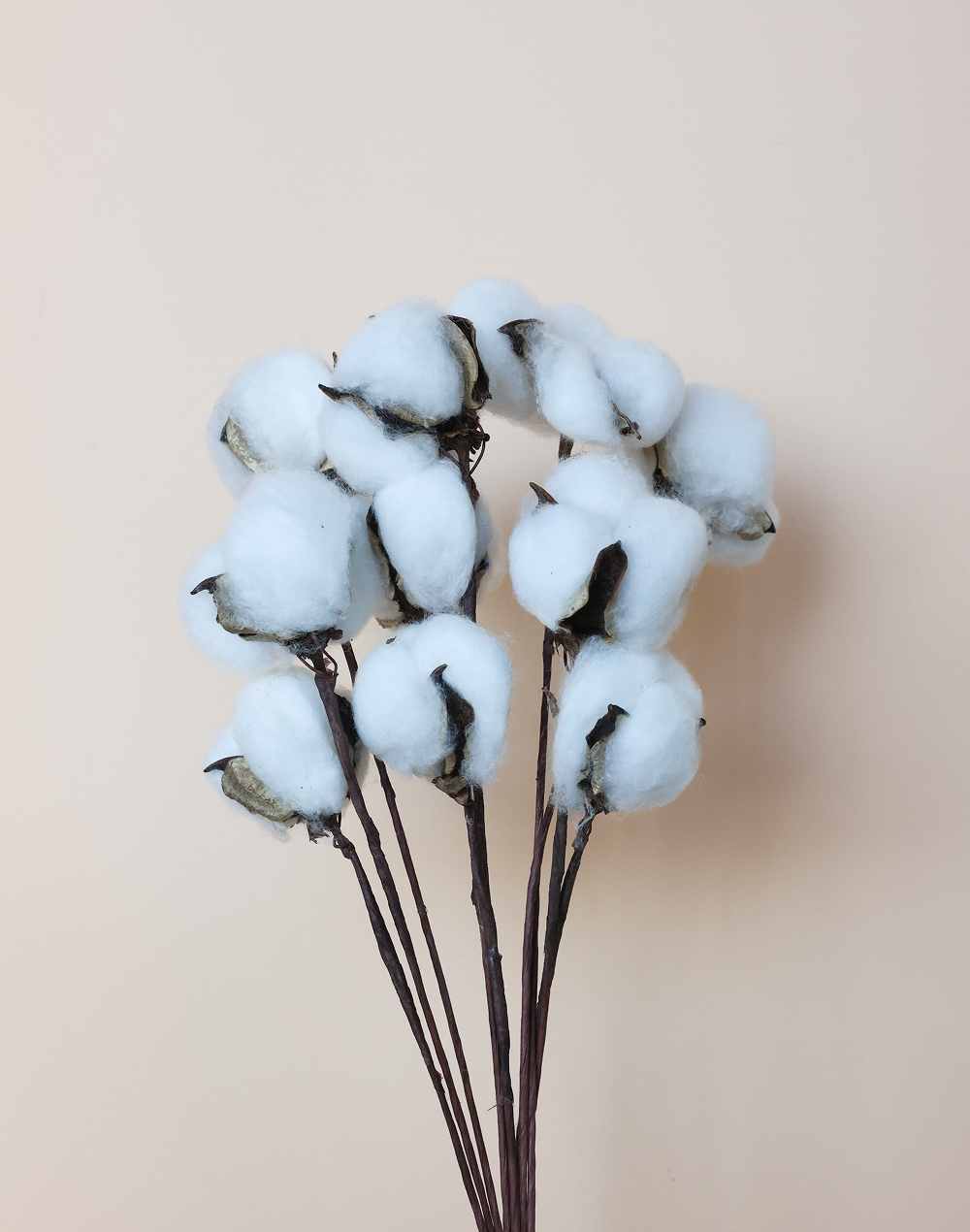 Cotton Branch