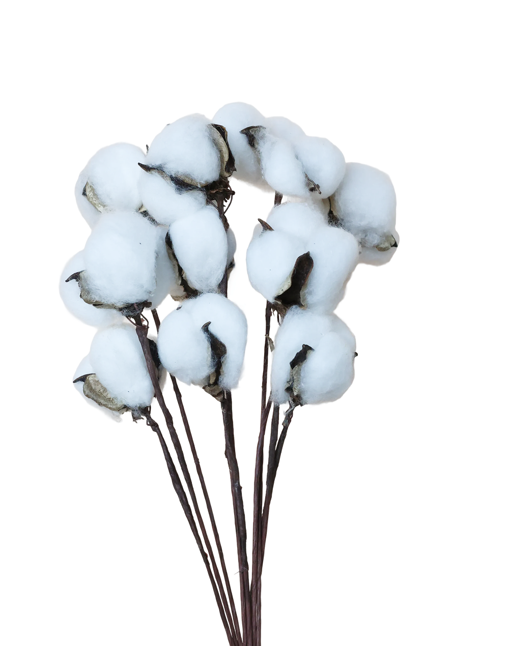 Cotton Branch