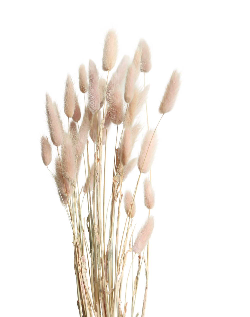 Bunny Tail | Available in 5 Colors