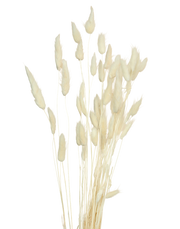 Preserved Ivory Bunny Tail