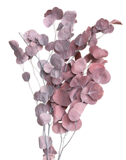 Dried Burgundy Silver Dollar Red