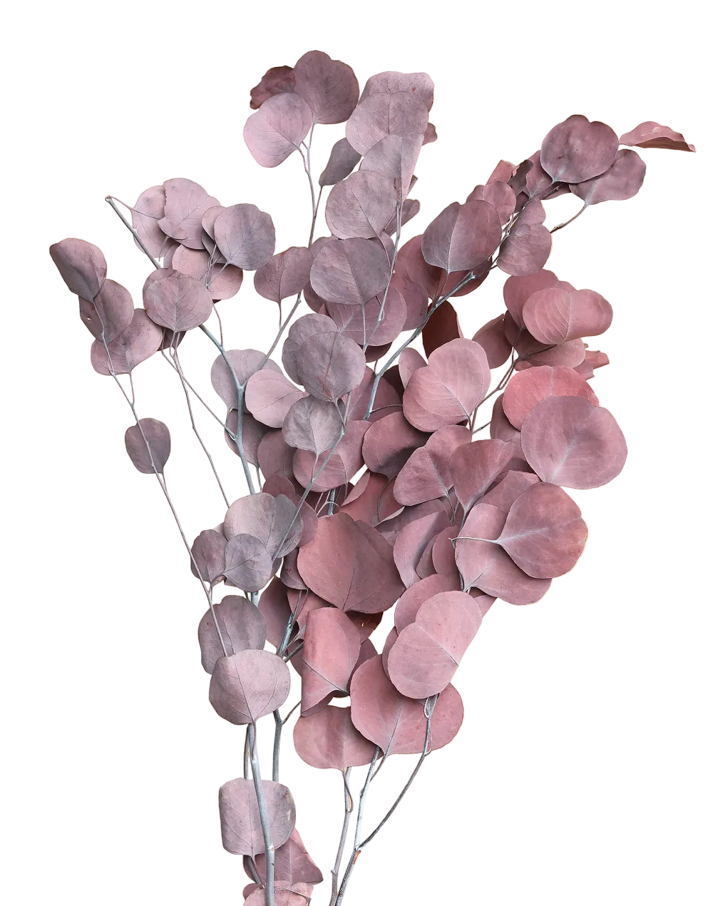 Dried Burgundy Silver Dollar Red