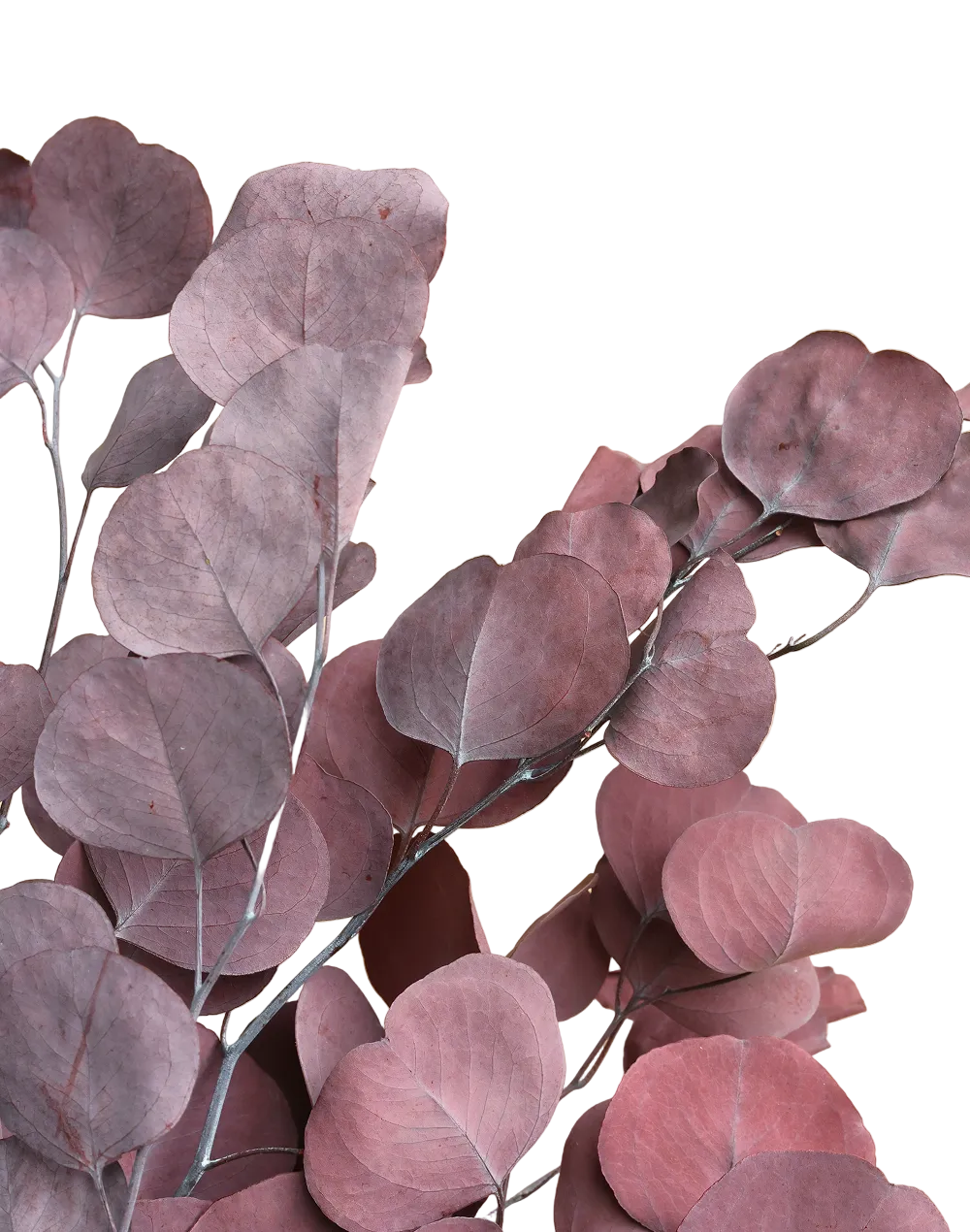 Dried Burgundy Silver Dollar Red