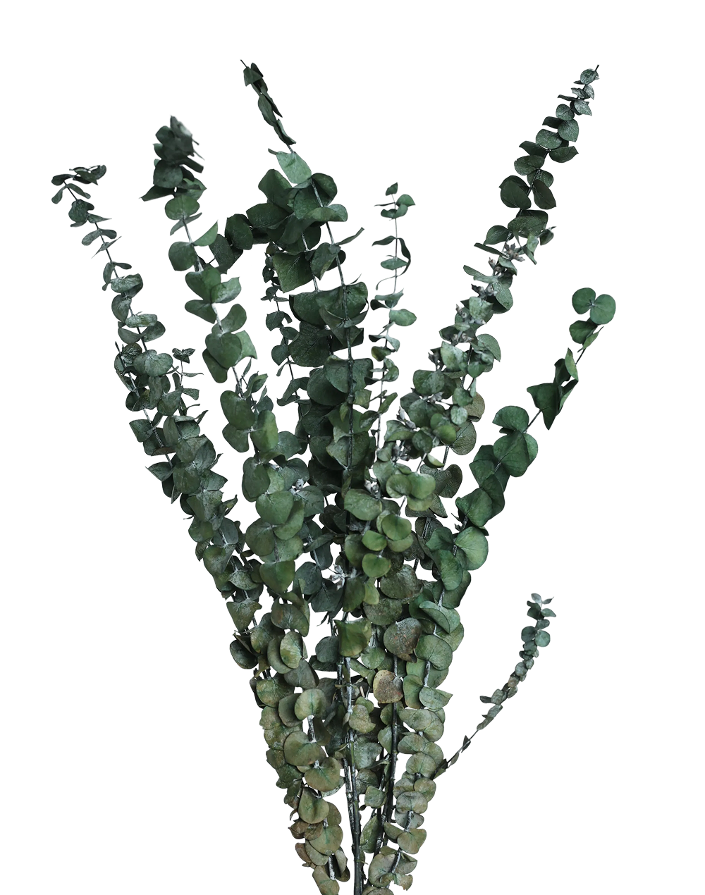 Cascading Eucalyptus | Available in 2 Colors