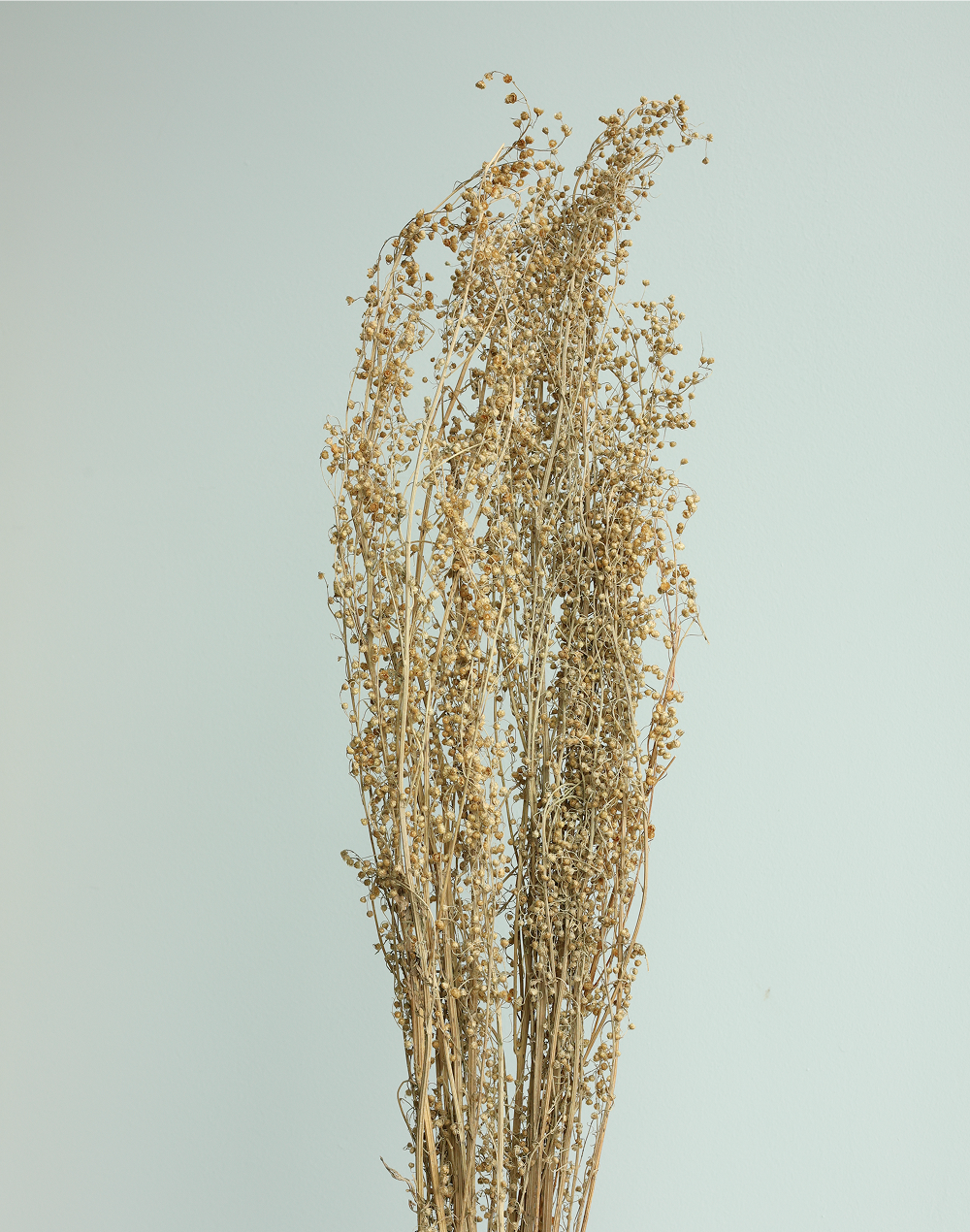 Flax